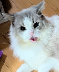 まお君