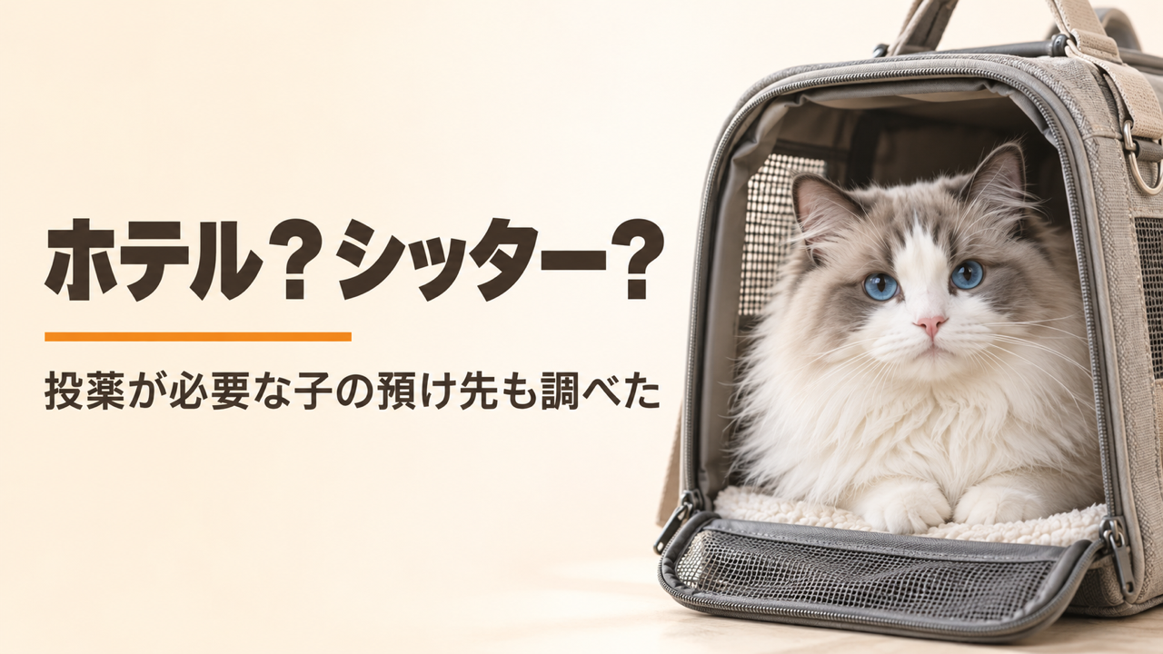 猫を預けるなら、ペットホテルとシッターどっち？
