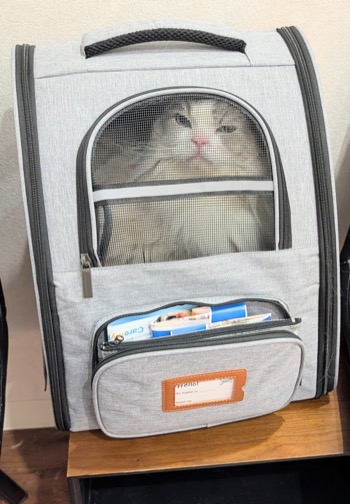 リュックに収まったまお君