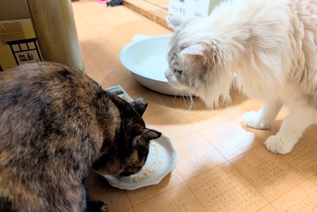 ちゅ〜るを食べるサビ猫のらびちゃんと、横で見ているラグドールのまお君