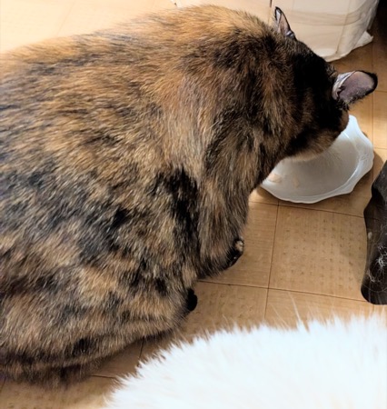 ちゅ〜るを夢中で食べるらびちゃん