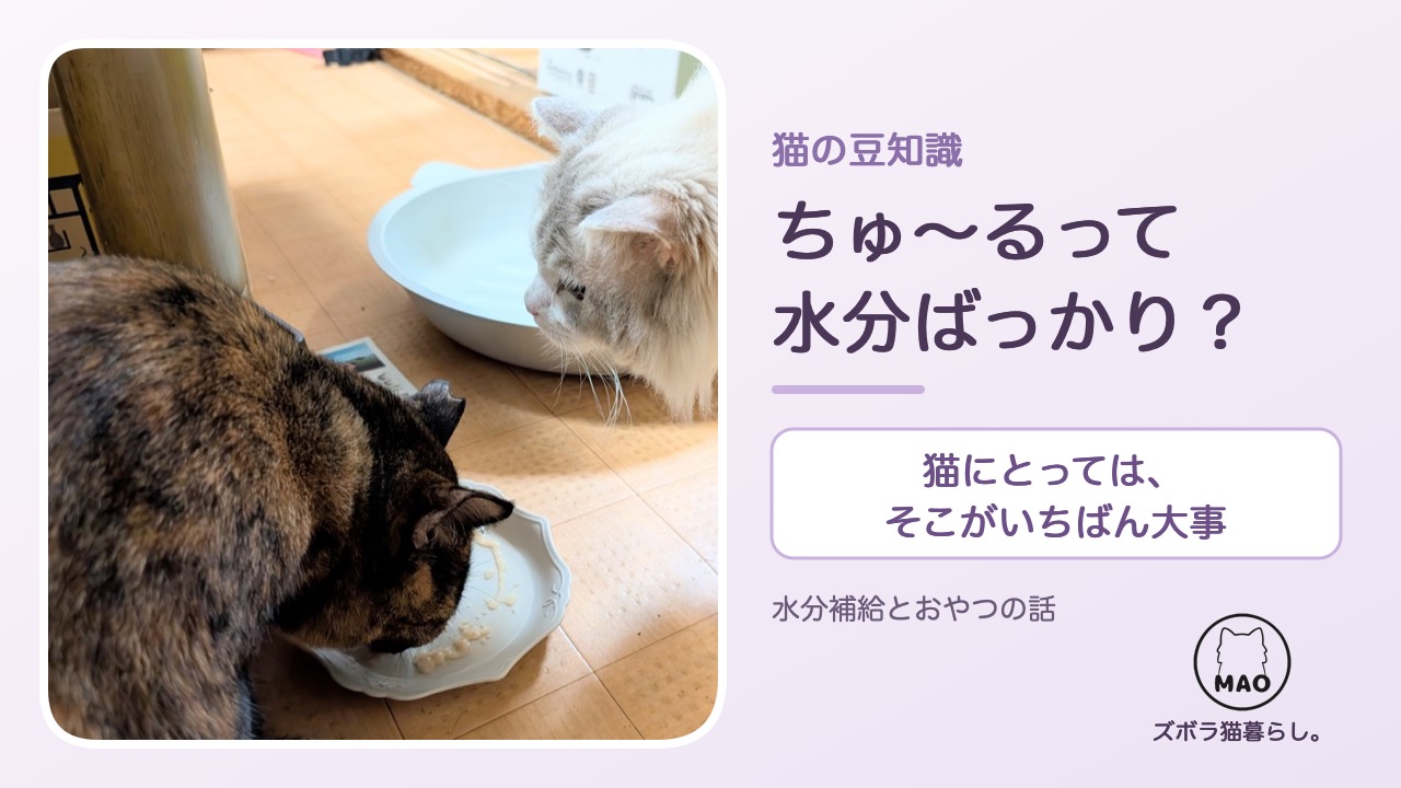 ちゅ〜るは水分ばっかり？猫の水分補給の話