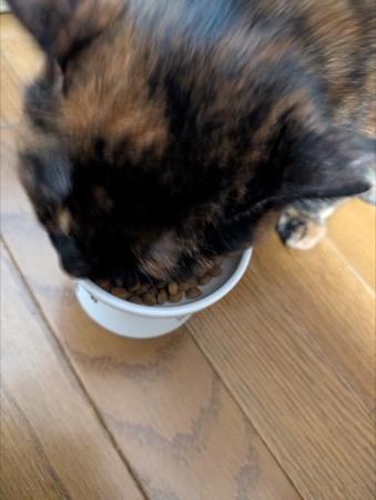 ごはんをガツガツ食べるらびちゃん