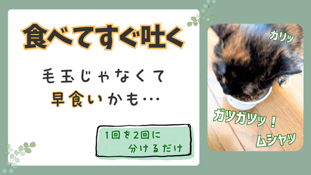 猫がごはんを食べてすぐ吐く