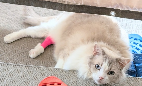 ベランダでくつろぐまお君