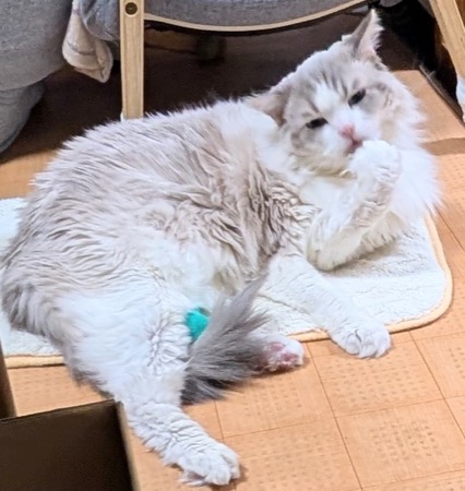 毛づくろいをするらびちゃん