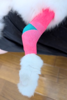 自着包帯を巻き終わった猫の足