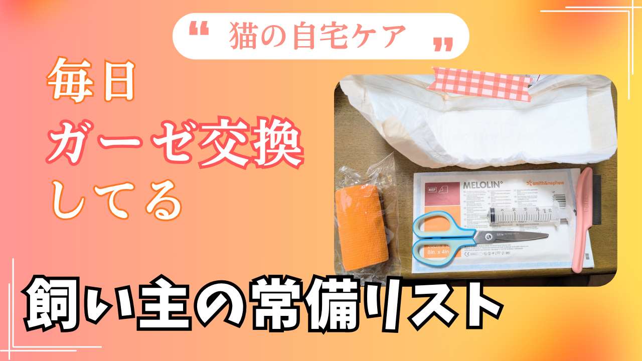 猫の自宅ケアで揃えておくもの