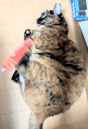 爪を切られて不服そうならびちゃん