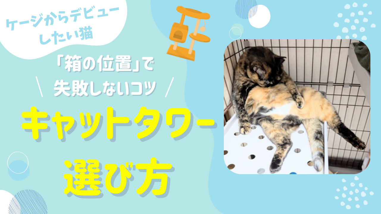 猫のキャットタワーの選び方