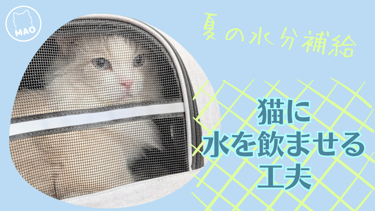 猫に水を飲ませる工夫と夏の通院に持っていくもの