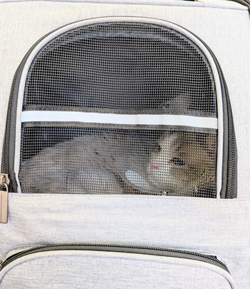 小さいエリザベスカラーをつけてキャリーの中にいるまお君